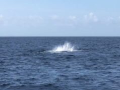 Humpback Whales In Bermuda Waters, March 2025