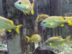 World Open Ocean Day At BAMZ, June 7 2025