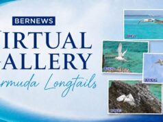Bermuda Longtails Virtual Art Gallery, May 2026