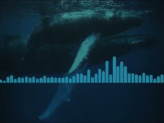 Historic Audio: Humpback Song Recorded Near Bermuda In 1949