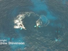 Aerial View | Stevenson’s Aerial Footage Of Whales In Bermuda, May 8 2018