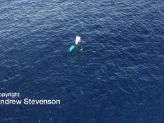 Calf & Mother Whale In Bermuda | Andrew Stevenson Video, April 2019