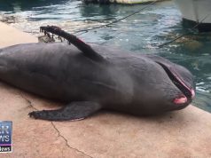 Dead Whale Washes Ashore In Devonshire, January 23 2019