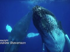Stevenson’s ‘Dancing Whales In Bermuda’ Video, May 2018