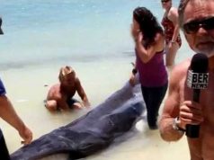 Beached Whale Dies In Bermuda, May 31 2012