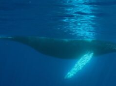 Humpback Whales In Bermuda’s Waters, January 2023