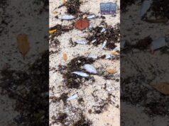 Dead Fish Found At Shelly Bay Beach, June 2026