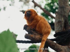 Bermuda Zoological Society BAMZ 100 Campaign, June 2026