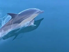 Dolphins Following Two Sailboats, June 2026