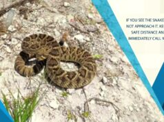 Rattlesnake Search Team In Southampton, July 2026